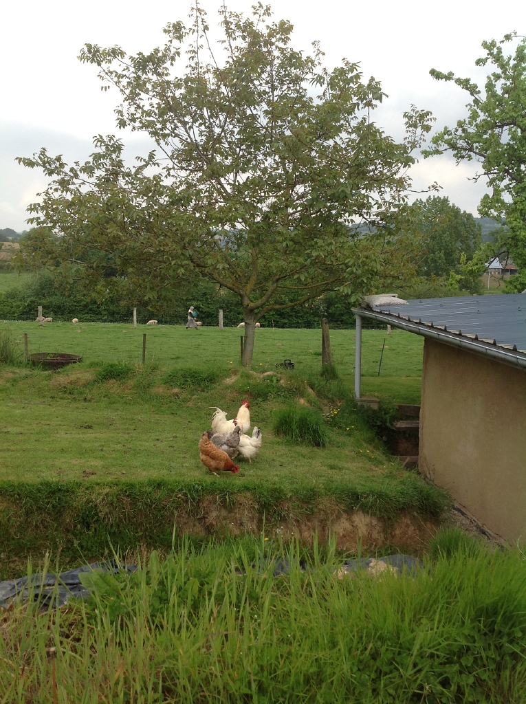 20130602 VARIOUS LAYING HENS WITH BRESSE COCK.jpg
